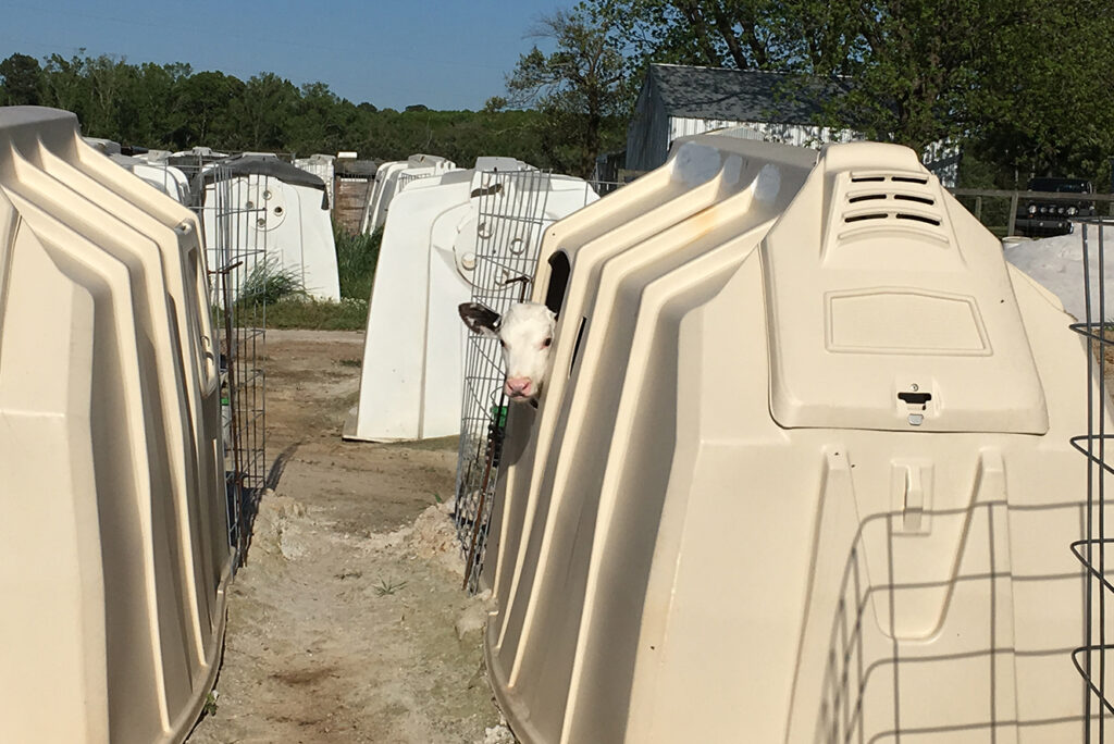 Calves White Hutches Image